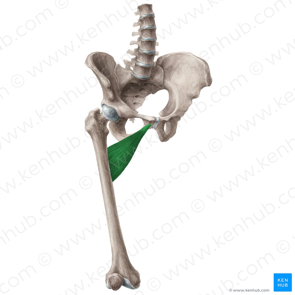 Músculo adutor curto (Musculus adductor brevis); Imagem: Liene Znotina