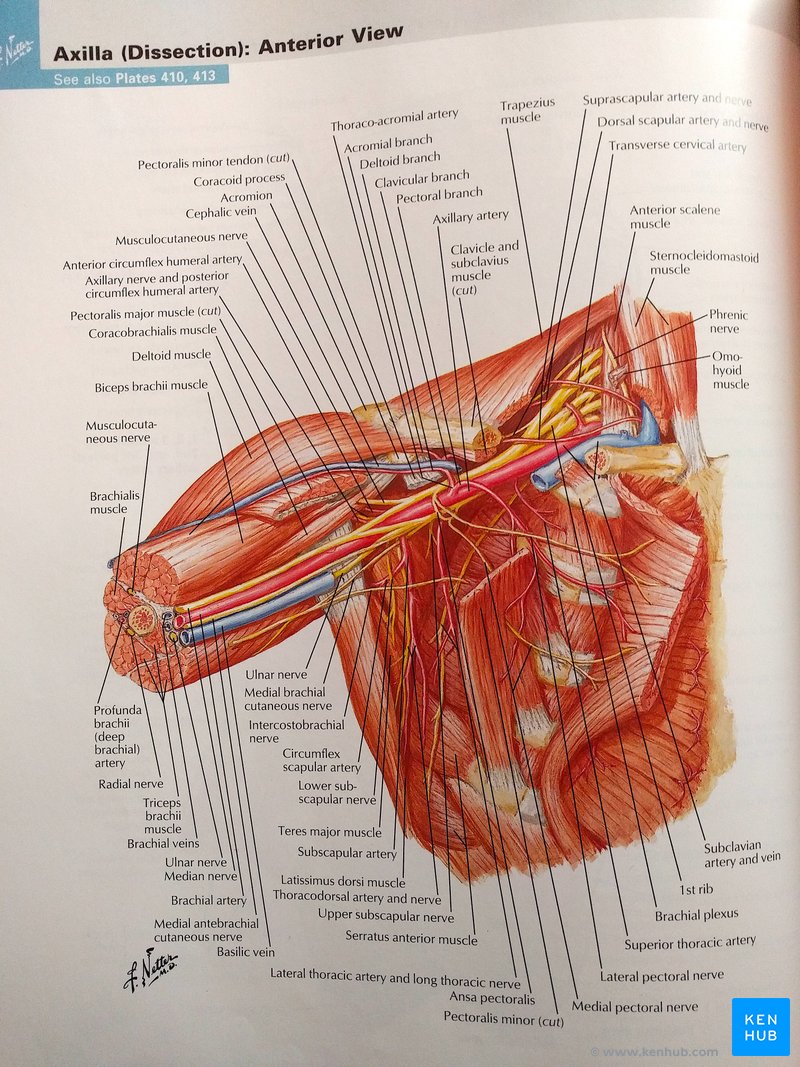 Frank Netter's Atlas of Human Anatomy: Review | Kenhub
