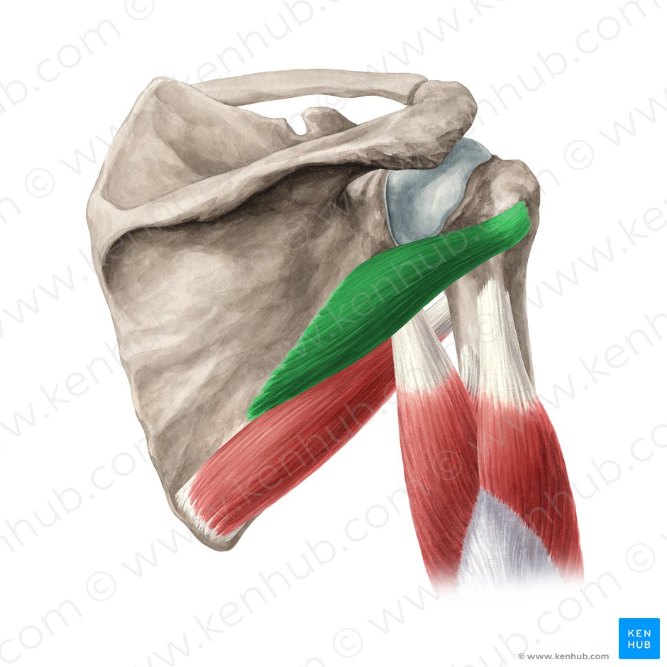 Musculus teres minor (Kleiner Rundmuskel); Bild: Yousun Koh