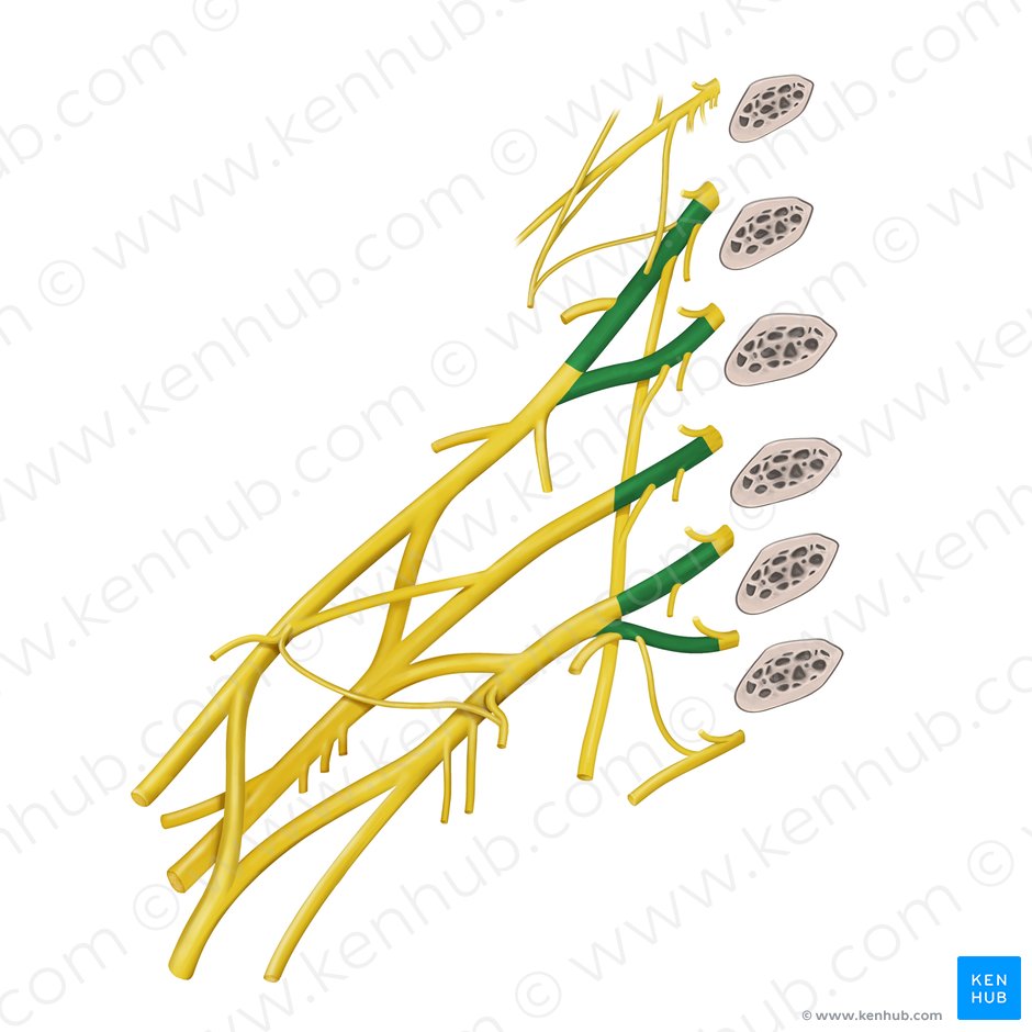 Roots of brachial plexus (Radices plexus brachialis); Image: Paul Kim