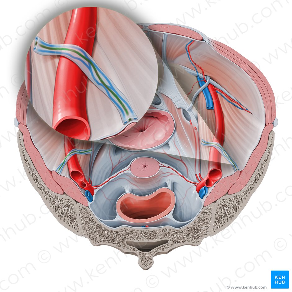 Ovarian artery (Arteria ovarica); Image: Paul Kim