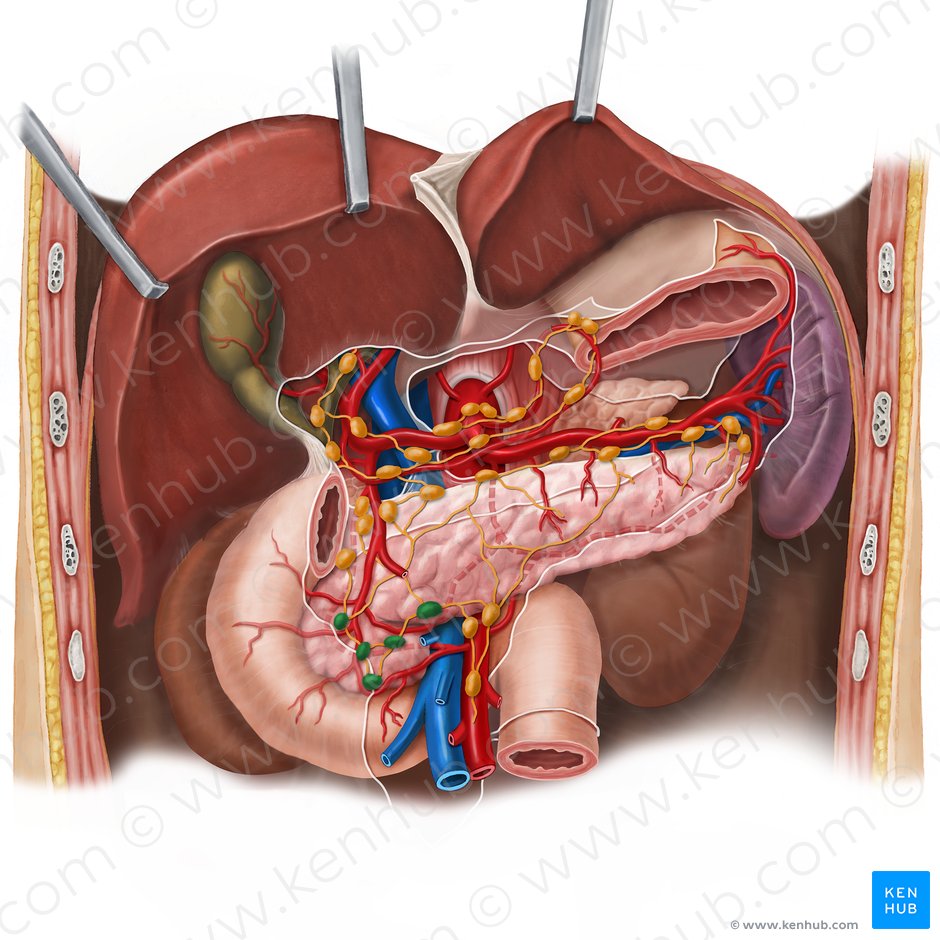 Inferior pancreaticoduodenal lymph nodes (Nodi lymphoidei pancreaticoduodenales inferiores); Image: Esther Gollan
