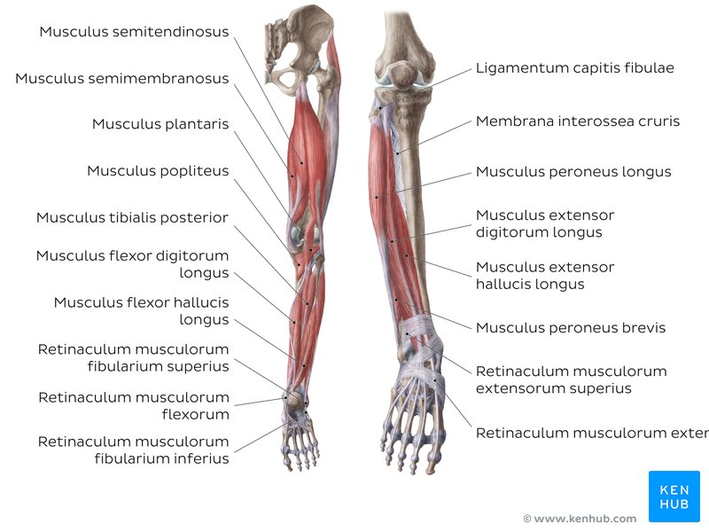 Darstellung der Muskulatur des Unterschenkels, rechts im Bild: Mm. extensor digitorum longus et hallucis longus, sowie Retinaculum musculorum extensorum superius et inferius
