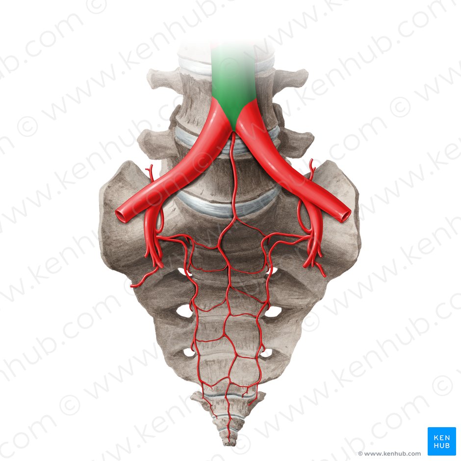 Aorta abdominal (Aorta abdominalis); Imagen: Paul Kim