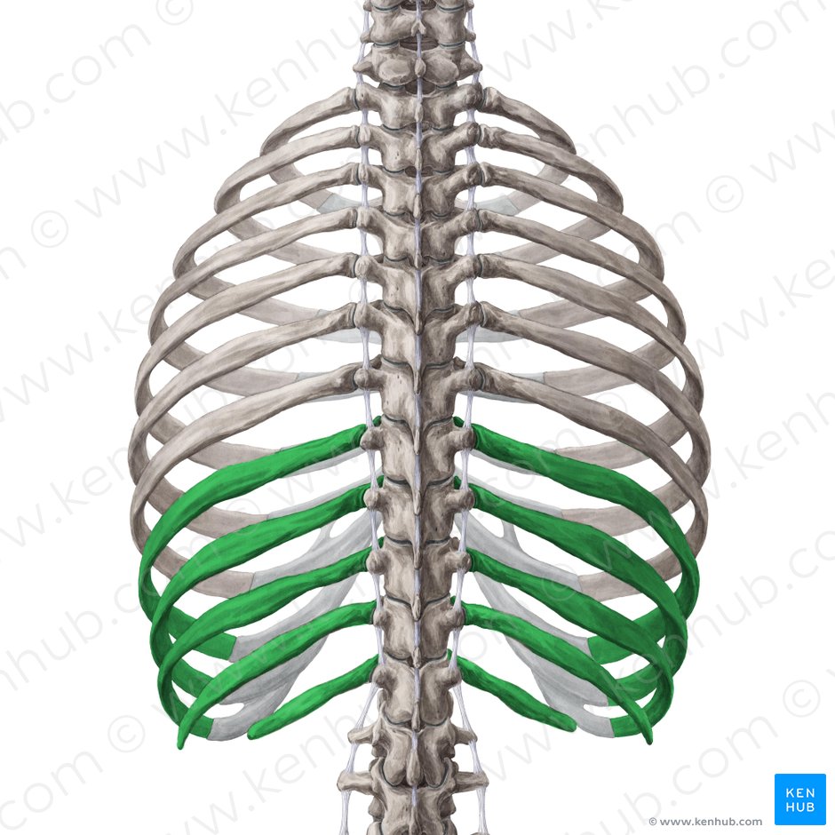 Ribs: Anatomy, ligaments and clinical notes | Kenhub