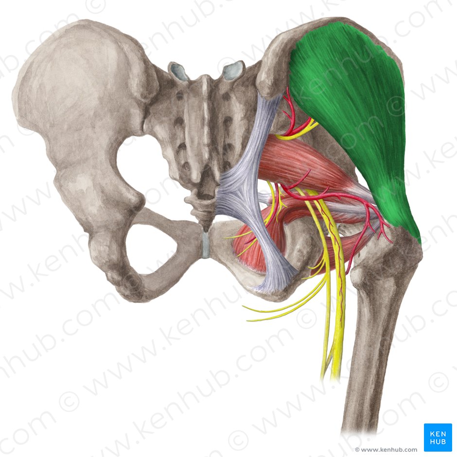 Músculo glúteo medio (Musculus gluteus medius); Imagen: Liene Znotina