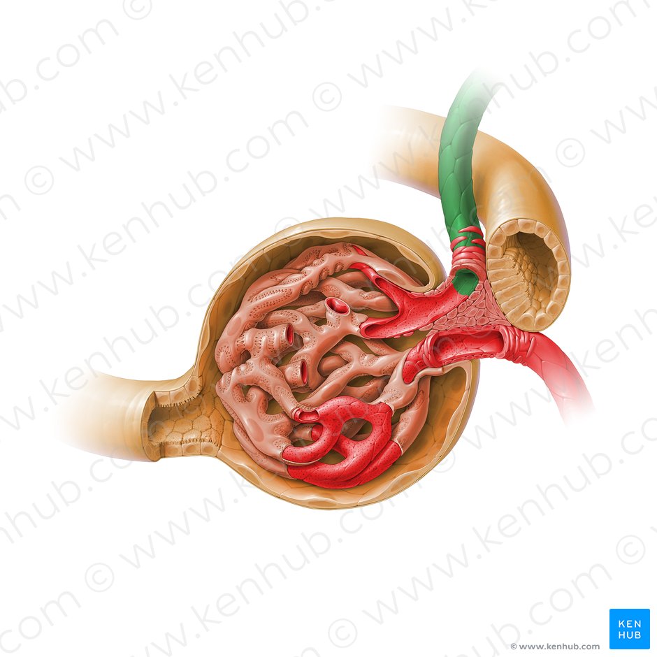 Afferent glomerular arteriole of renal corpuscle (Arteriola glomerularis afferens corpusculi renalis); Image: Paul Kim