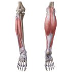 Músculos de la pierna