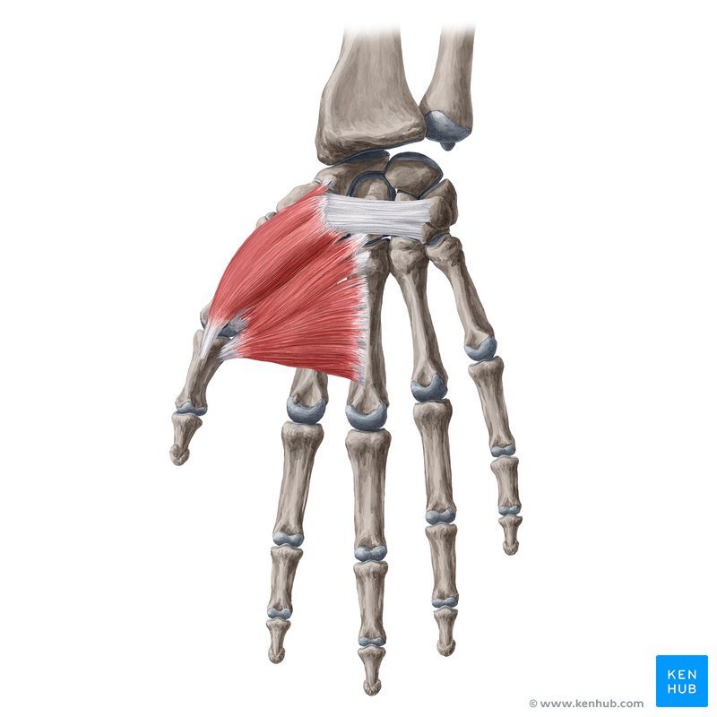 Thenar muscles: Anatomy, innervation and function | Kenhub