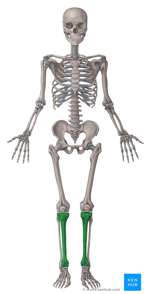Knochenskelett mit Tibia in grün - ventrale Ansicht