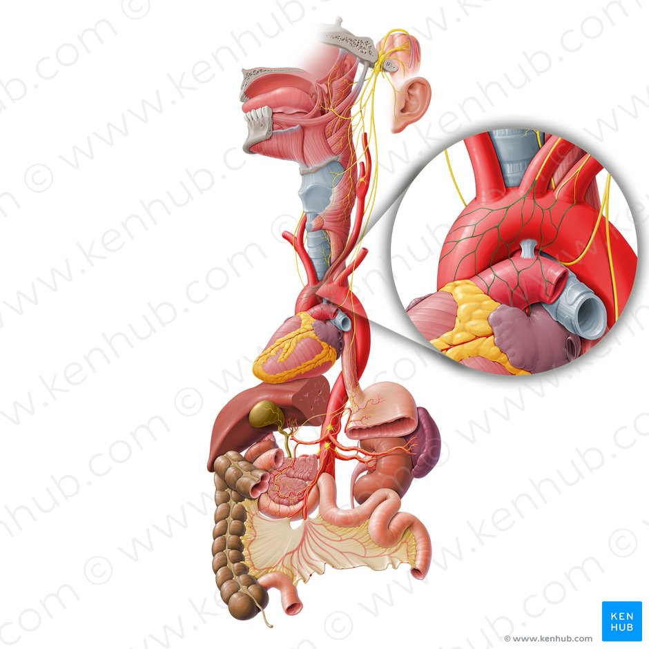 Cardiac plexus (Plexus cardiacus); Image: Paul Kim