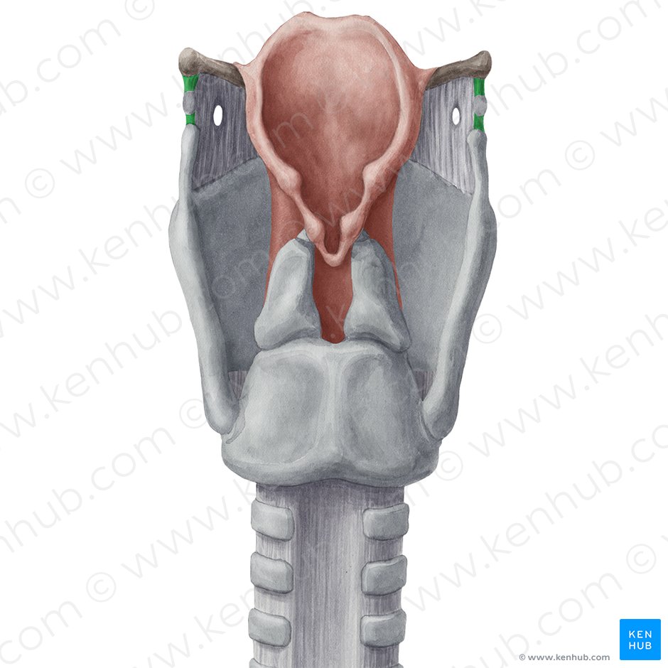Ligamento tireo-hióideo lateral (Ligamentum thyrohyoideum laterale); Imagem: Yousun Koh