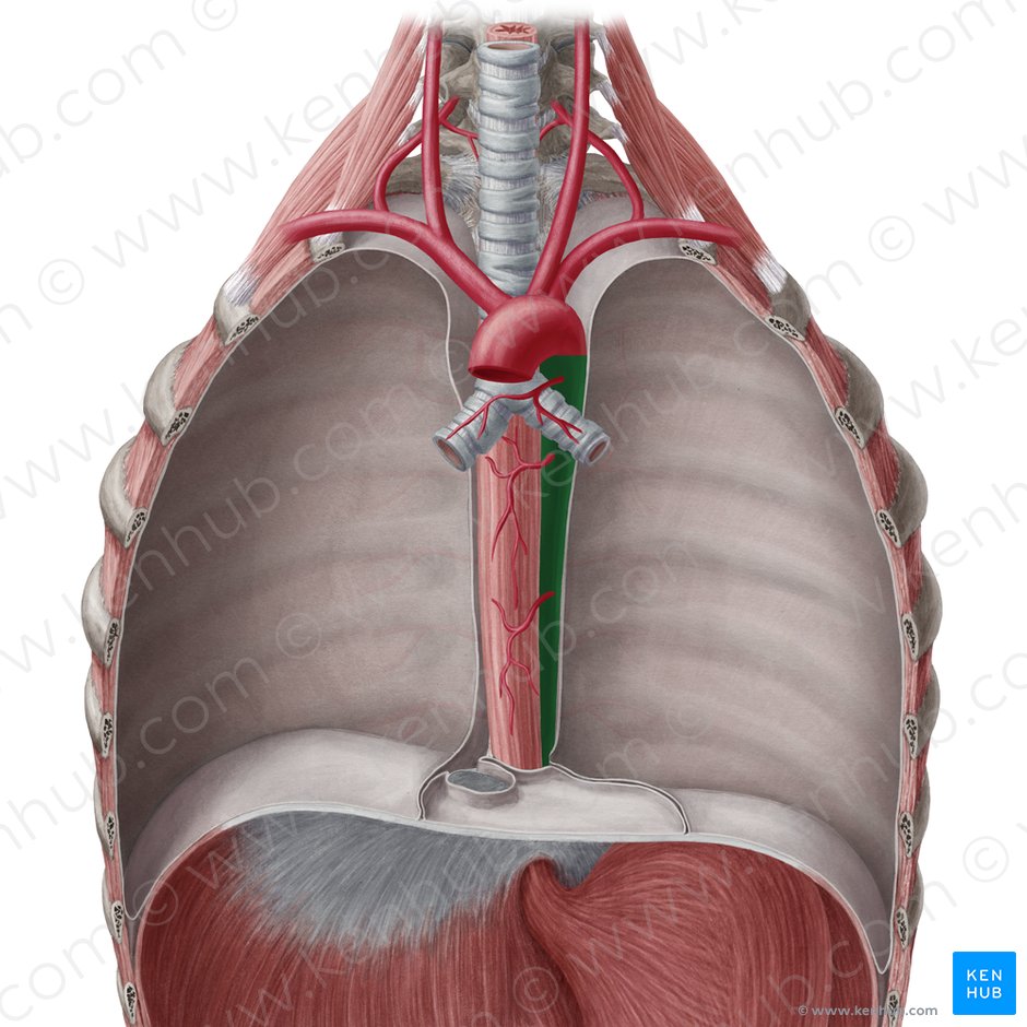 Aorta descendente torácica (Aorta thoracica descendens); Imagen: Yousun Koh