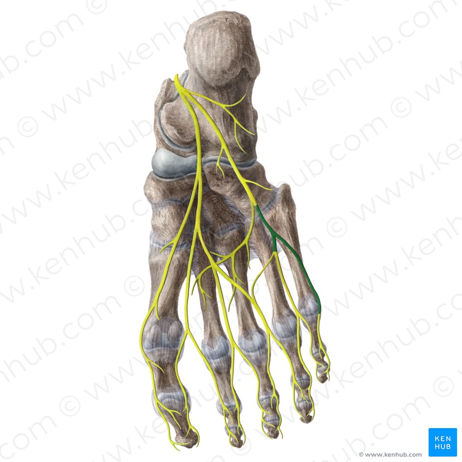 Ramo superficial del nervio plantar lateral (Ramus superficialis nervi plantaris lateralis); Imagen: Liene Znotina