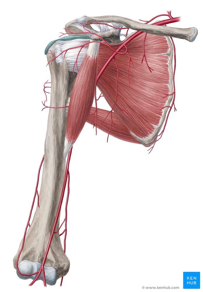 Arterial anastomoses of the upper extremity: Anatomy | Kenhub