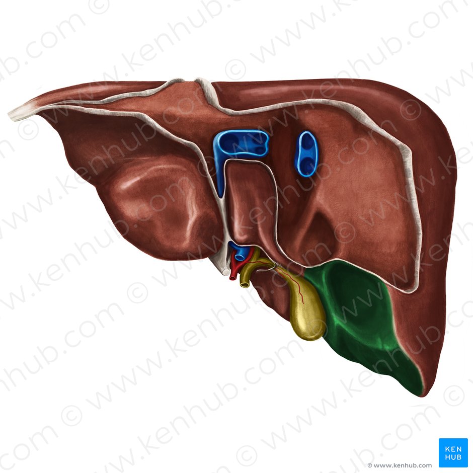 Superfície visceral do lobo direito do fígado (Facies visceralis lobi dextri hepatis); Imagem: Irina Münstermann