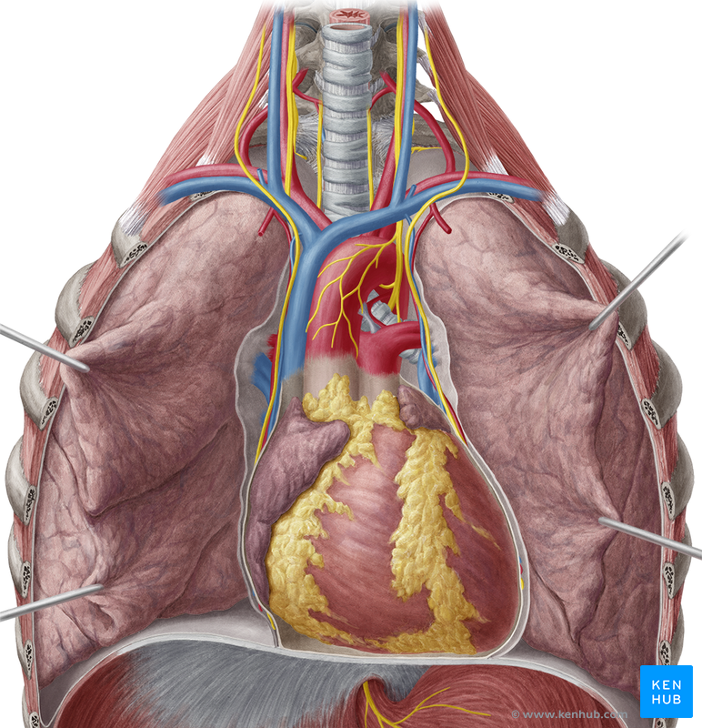 Lower Respiratory Tract - Histology and Pathology | Kenhub
