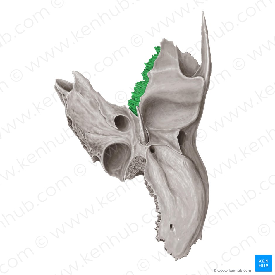 Sphenoidal margin of temporal bone (Margo sphenoidalis ossis temporalis); Image: Samantha Zimmerman