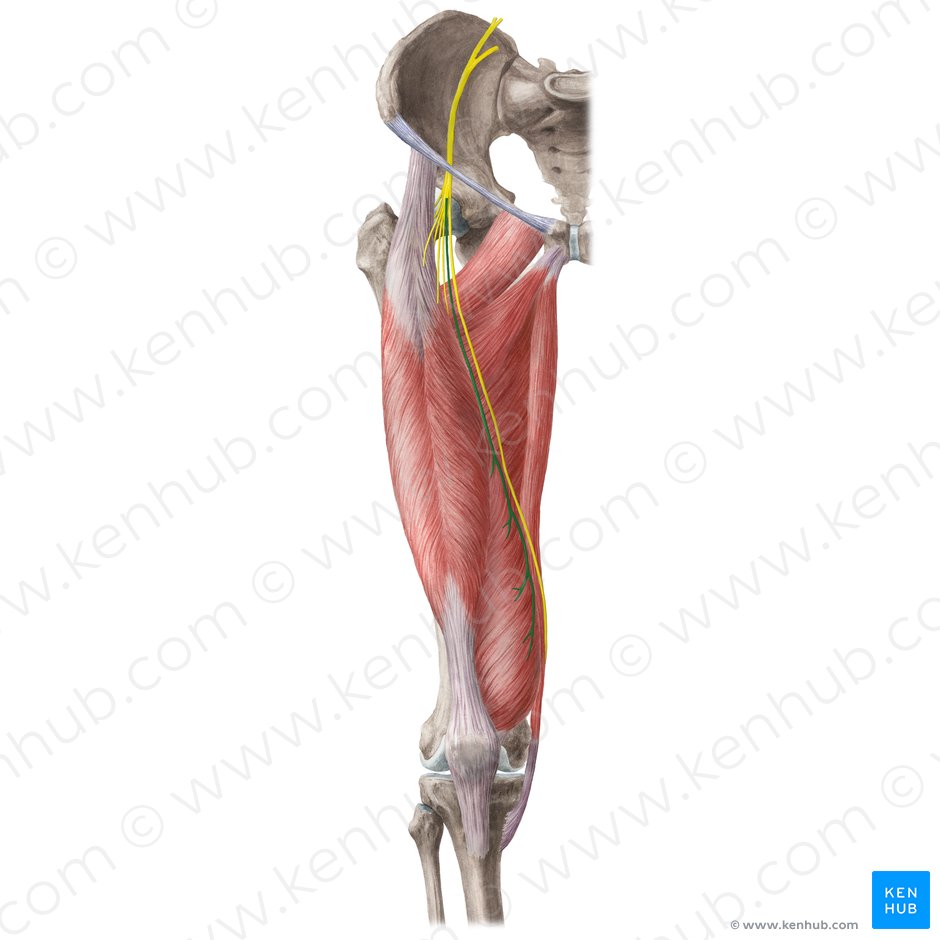 Ramos musculares do nervo femoral (Rami musculares nervi femoralis); Imagem: Liene Znotina