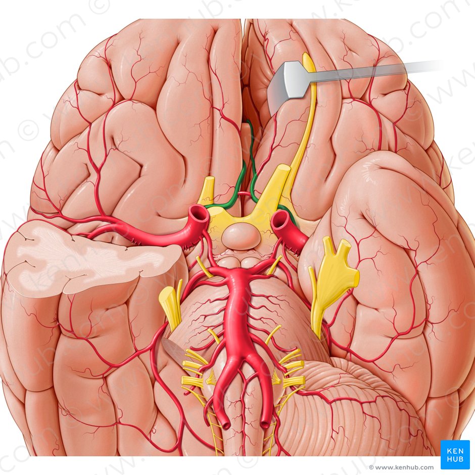 Anterior cerebral artery (Arteria anterior cerebri); Image: Paul Kim