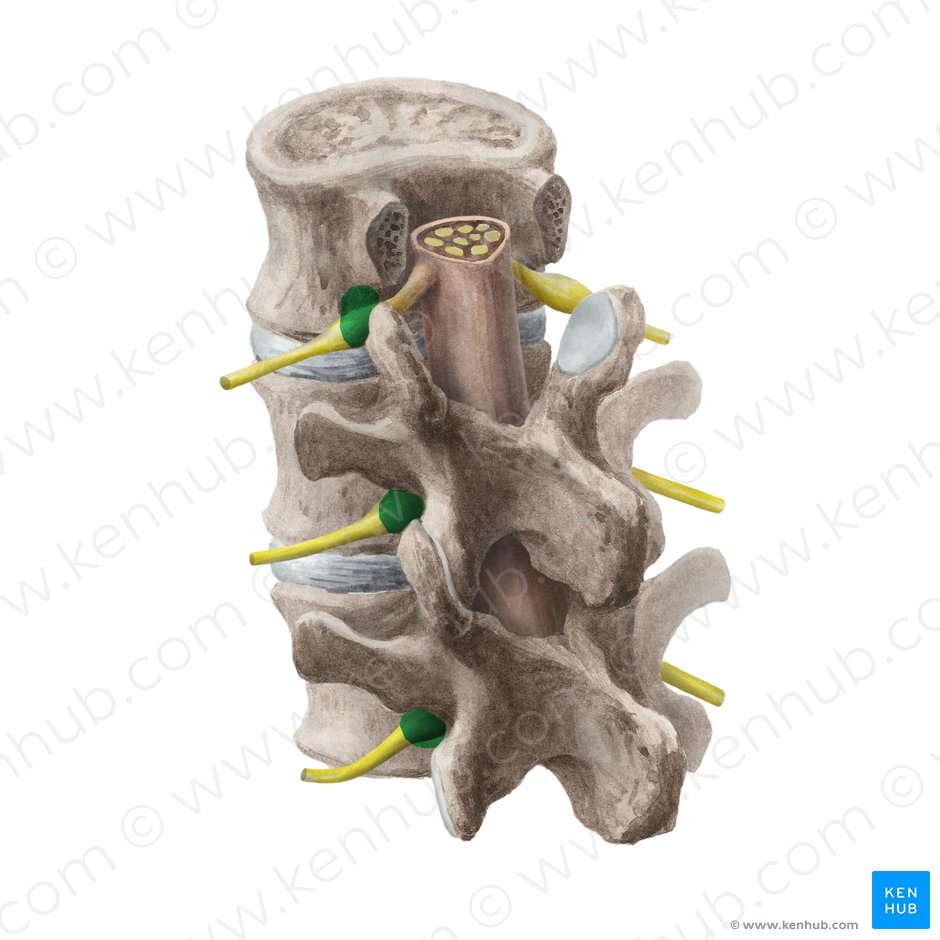 Intervertebral foramen (Foramen intervertebrale); Image: Liene Znotina