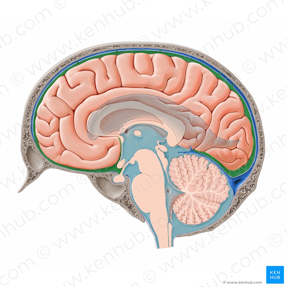 Espaço subaracnóideo cerebral (Spatium subarachnoidale cerebralis); Imagem: Paul Kim