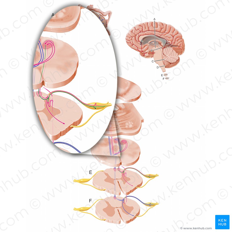 Mechanoreceptive afferent fibers of cervical spinal cord (Fibrae afferentes mechanoreceptivae partis cervicalis medullae spinalis); Image: Paul Kim