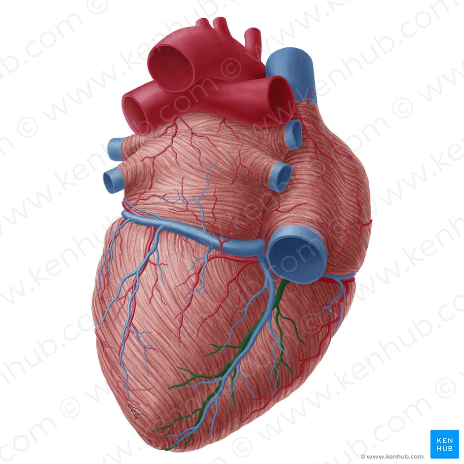 Arteria interventricular posterior (Arteria interventricularis inferior); Imagen: Yousun Koh