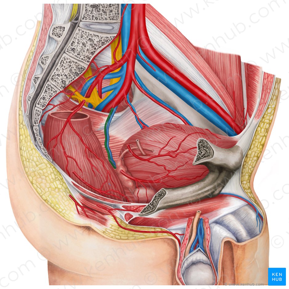 Arteria rectal media izquierda (Arteria anorectalis media sinistra); Imagen: Irina Münstermann