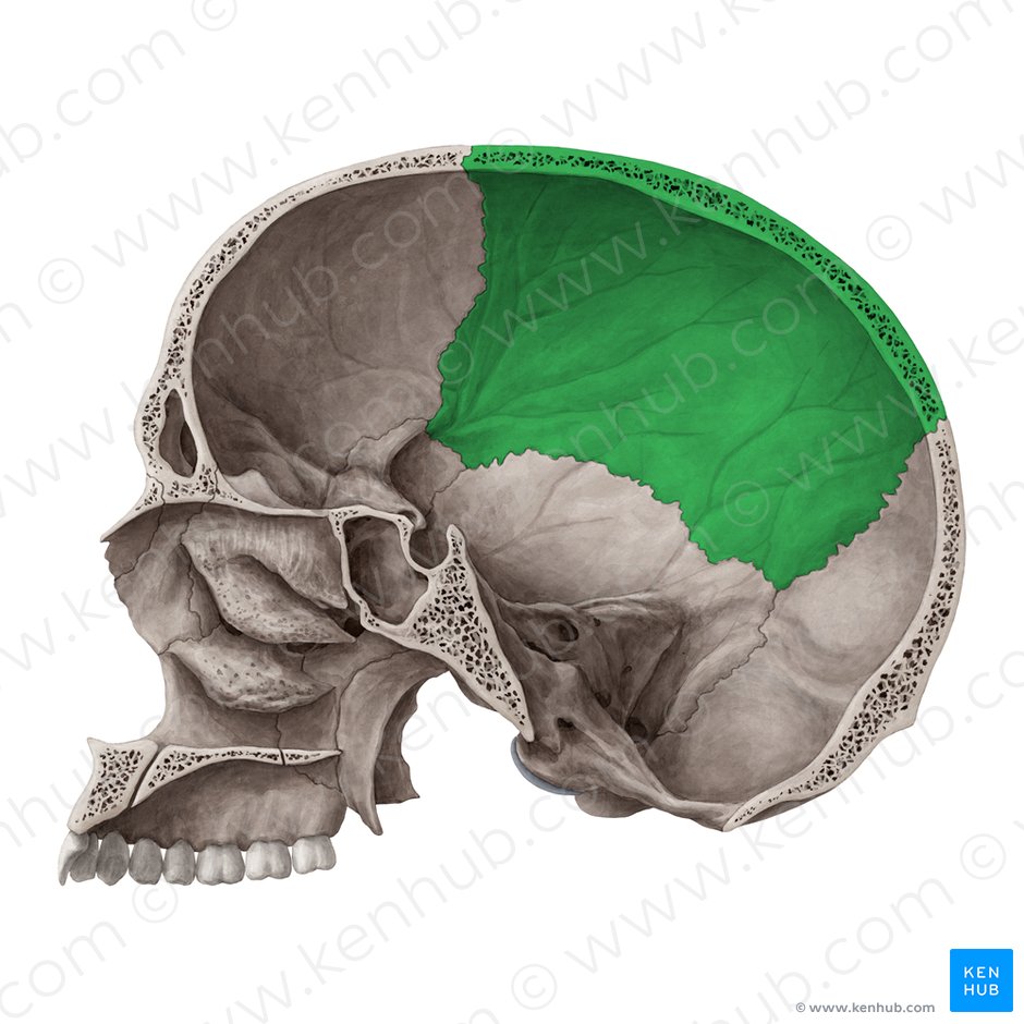 Parietal bone (Os parietale); Image: Yousun Koh