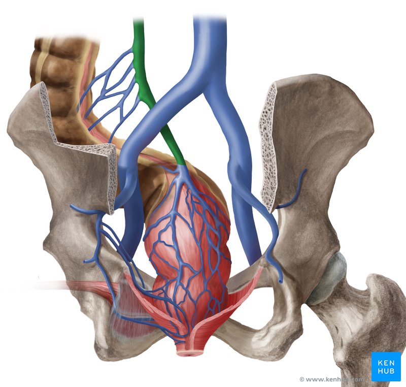 Inferior mesenteric vein: Anatomy, tributaries, drainage | Kenhub