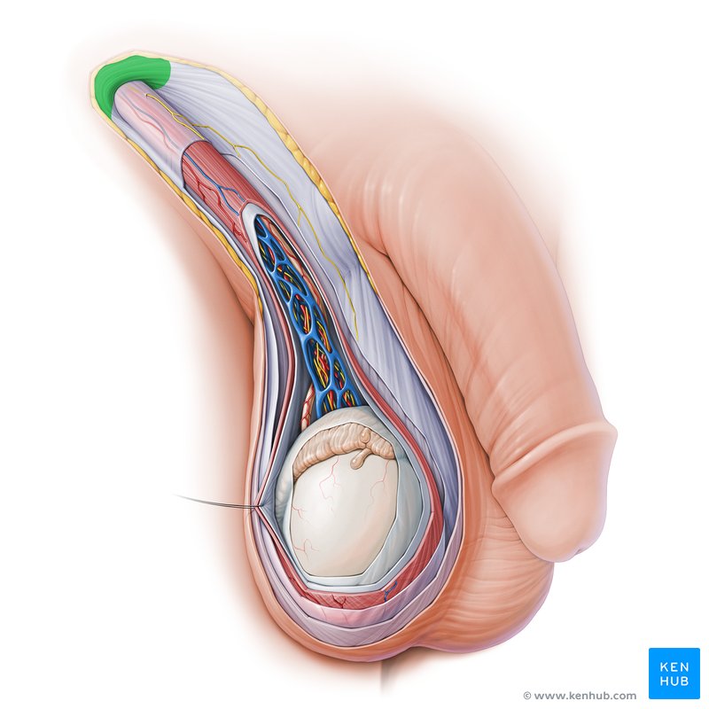 Inguinal Canal Anatomy Contents And Hernias Kenhub