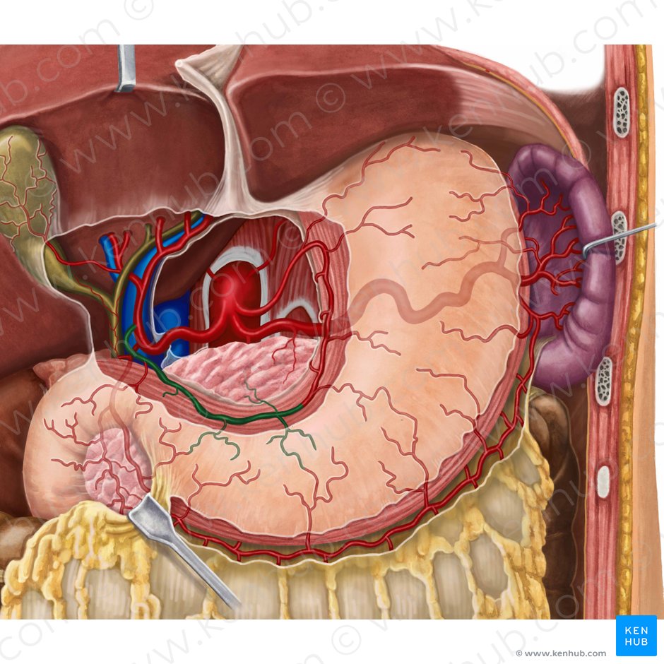 Right gastric artery (Arteria gastrica dextra); Image: Irina Münstermann