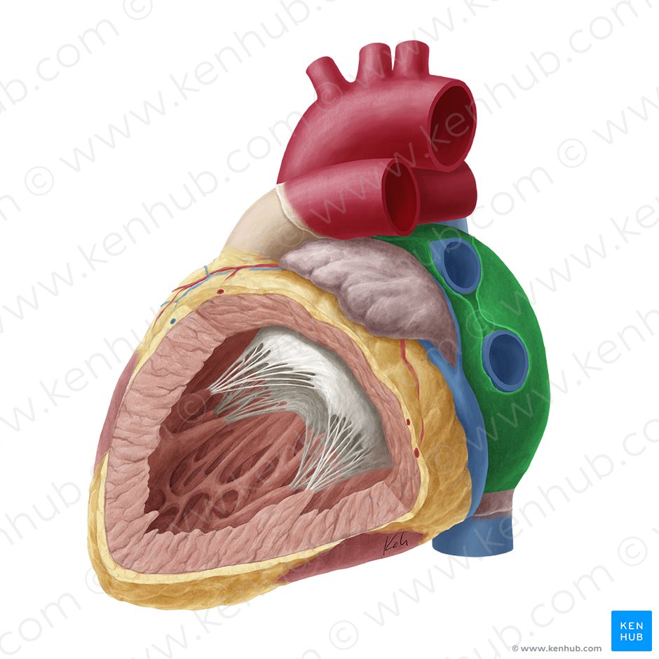 Left atrium of heart (Atrium sinistrum cordis); Image: Yousun Koh