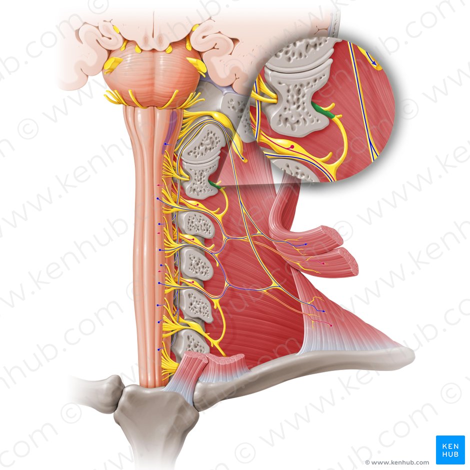 Nervio espinal C1 (Nervus spinalis C1); Imagen: Paul Kim