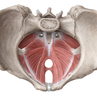 Pelvic Cavity - Anatomical spaces | Kenhub