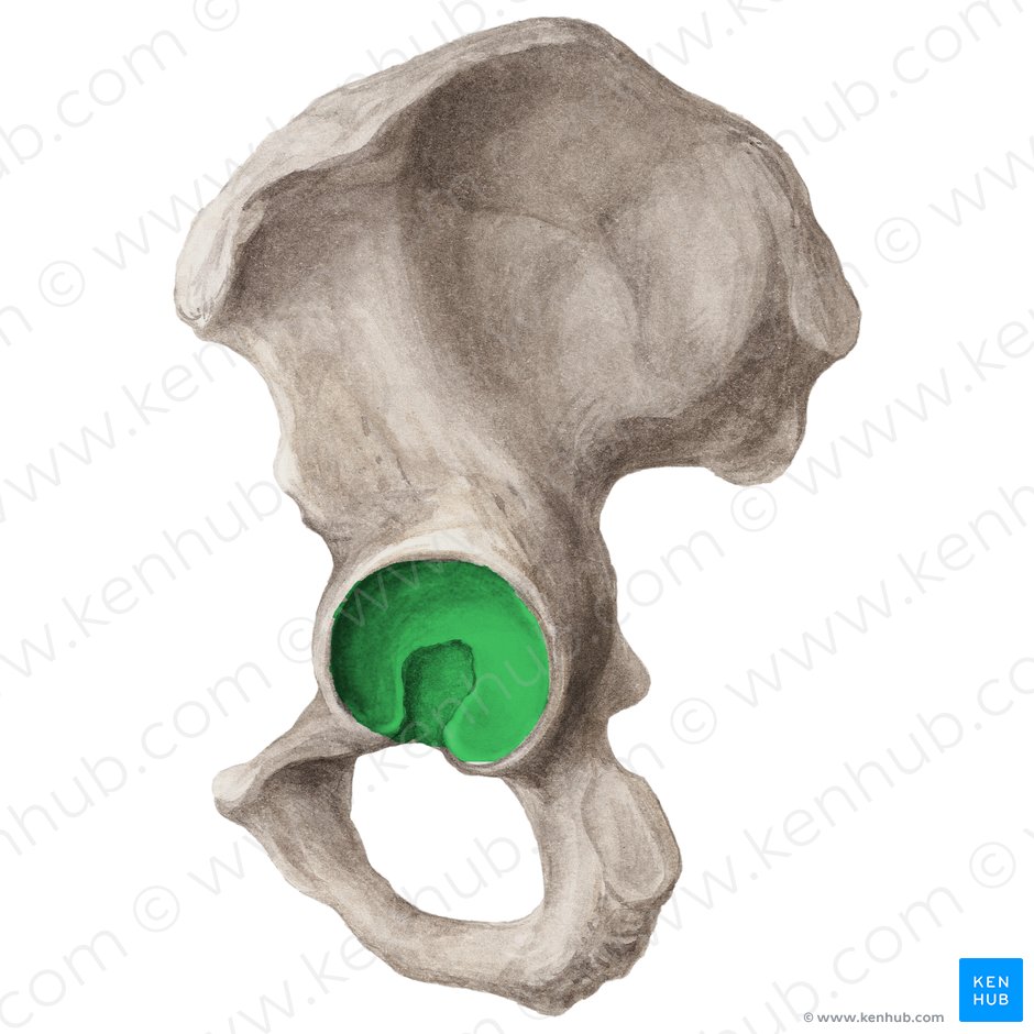 Acetábulo (Acetabulum ossis coxae); Imagen: Liene Znotina