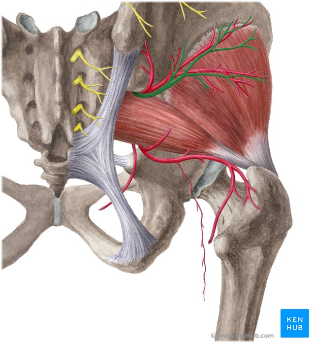 Superior gluteal nerve - dorsal view