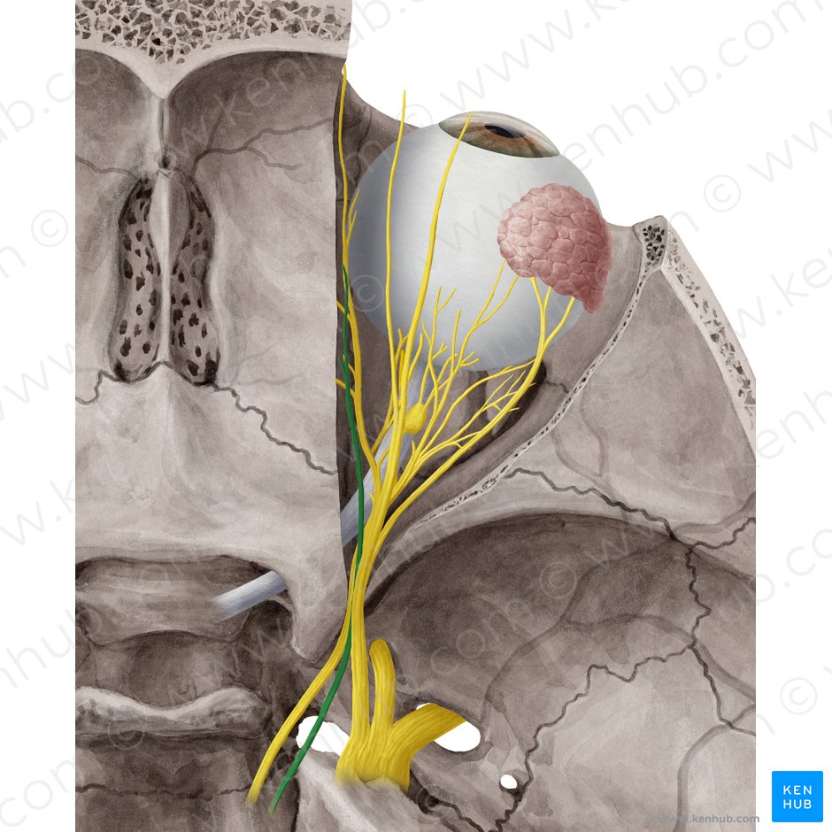 Nervus trochlearis (Augenrollnerv); Bild: Yousun Koh