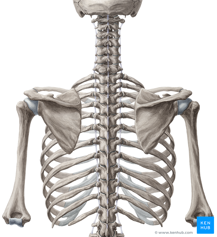 What Organ Is Between My Ribs - sternum and joints between ...