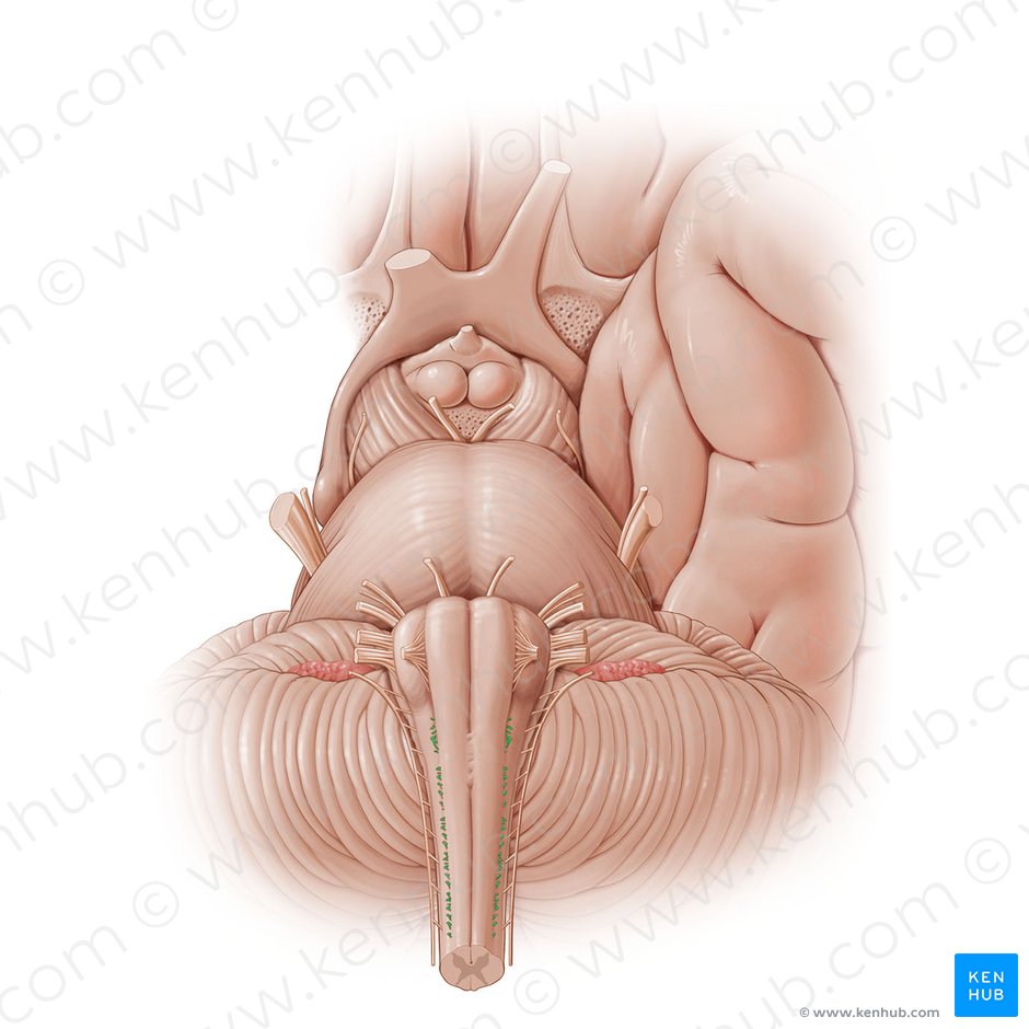 Rootlets of anterior root (Radiculae radicis anterioris); Image: Paul Kim