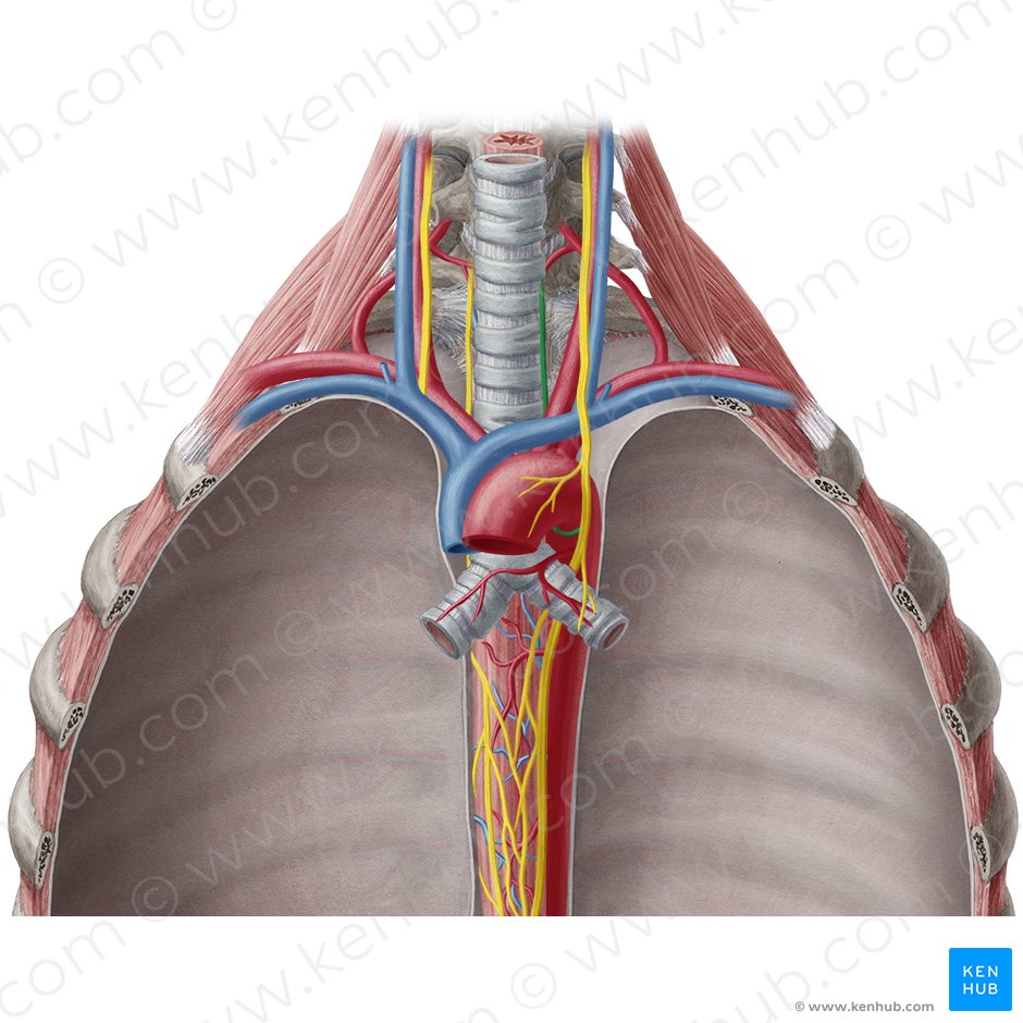 Left recurrent laryngeal nerve (Nervus laryngeus recurrens sinister); Image: Yousun Koh