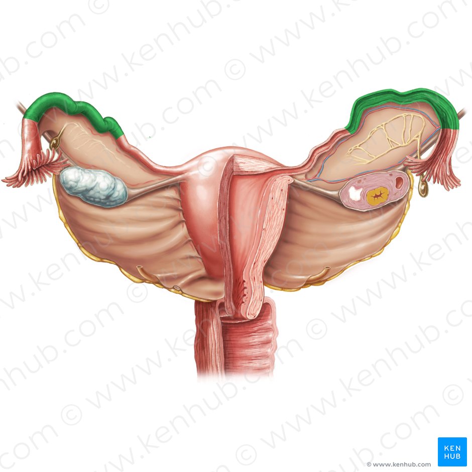Ampolla de la tuba uterina (Ampulla tubae uterinae); Imagen: Samantha Zimmerman