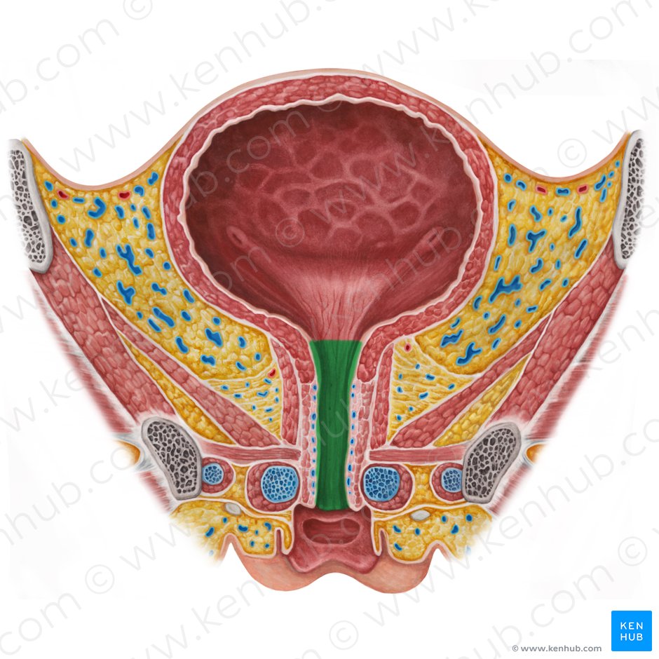 Female urethra (Urethra feminina); Image: Irina Münstermann