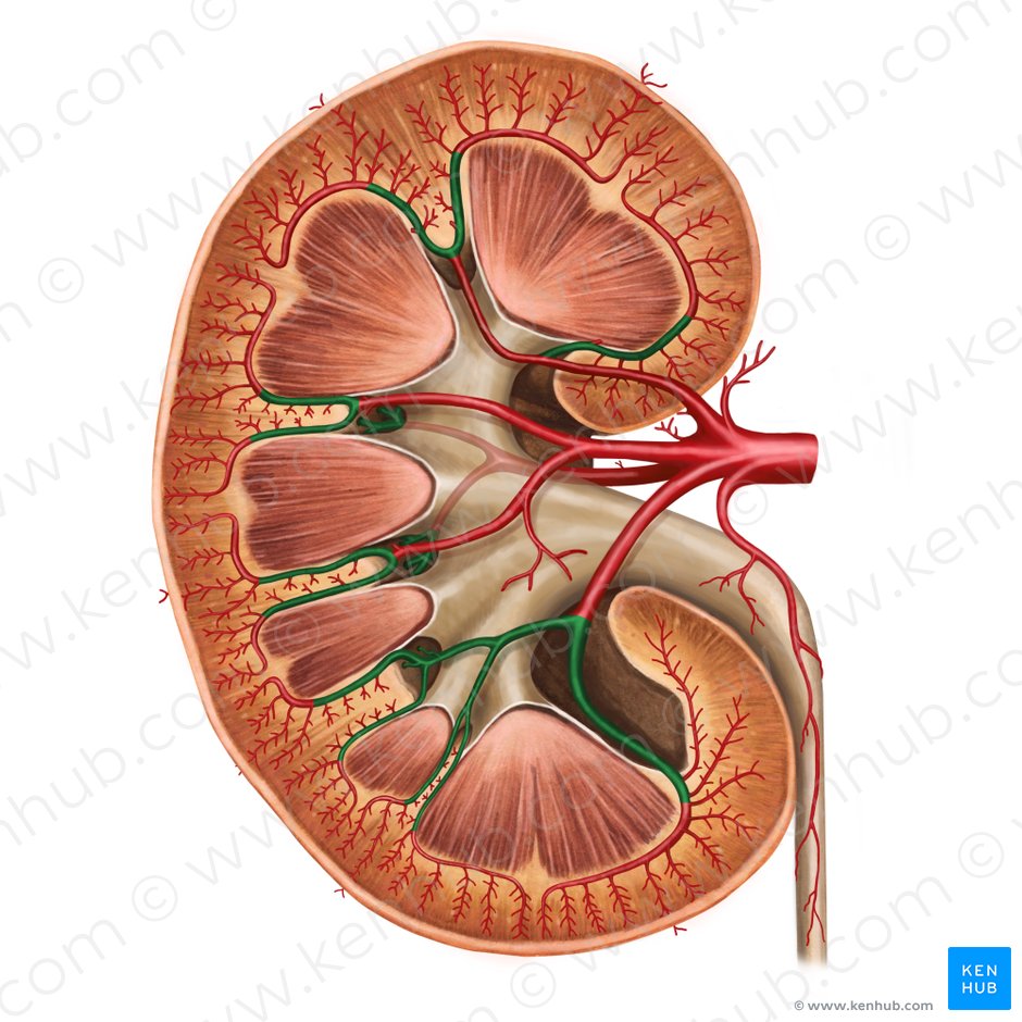 Arterias interlobulares del riñón (Arteriae interlobares renis); Imagen: Irina Münstermann