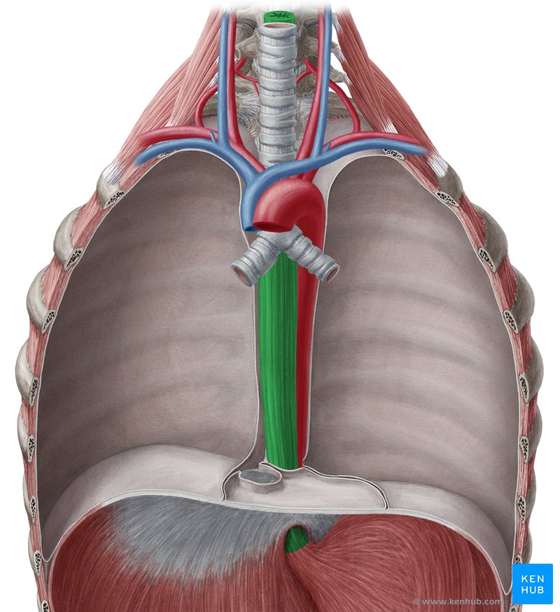 Esophagus: Anatomy, sphincters, arteries, veins, nerves | Kenhub