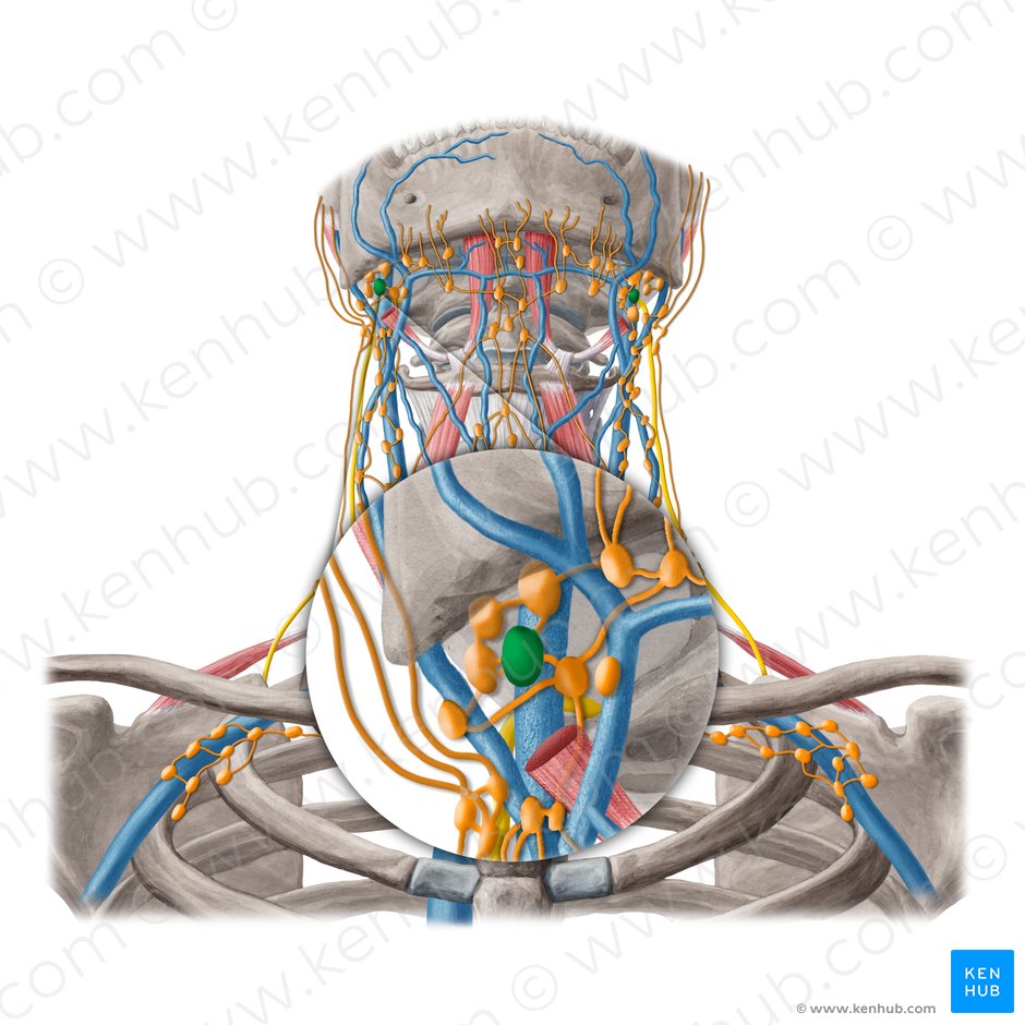 Jugulodigastric lymph nodes (Nodi lymphoidei jugulodigastrici); Image: Yousun Koh