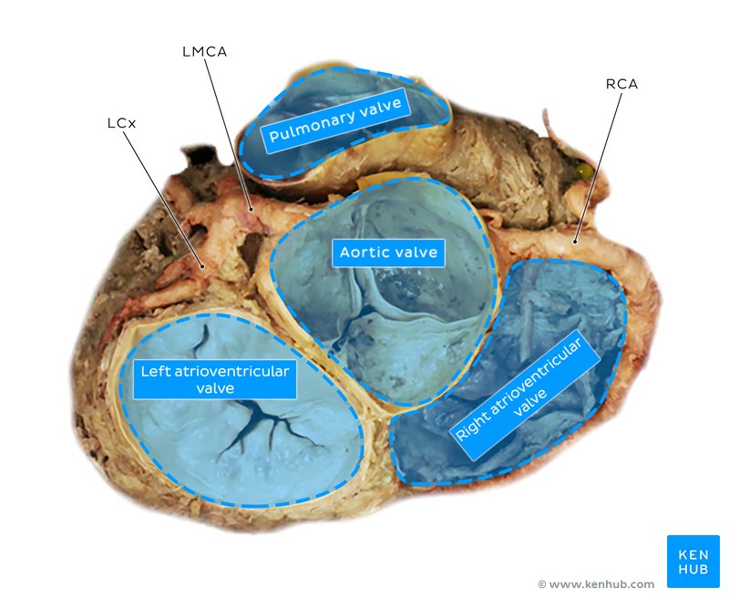 Heart valves (cadaveric dissection)