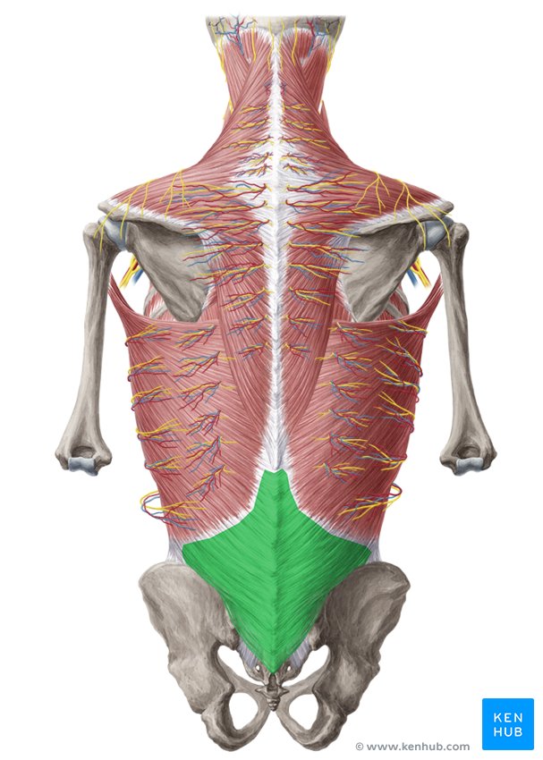 Thoracolumbar fascia: Anatomy and clinical notes | Kenhub