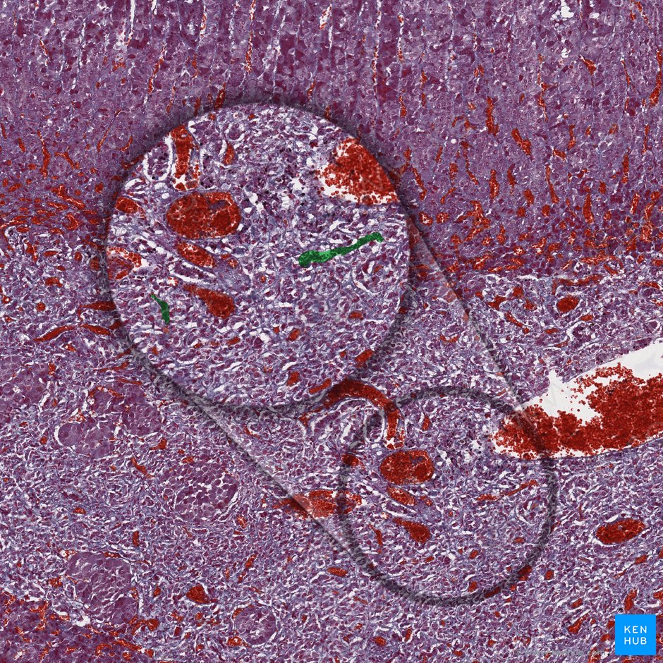 Fenestrated medullary sinusoidal capillaries; Image: 
